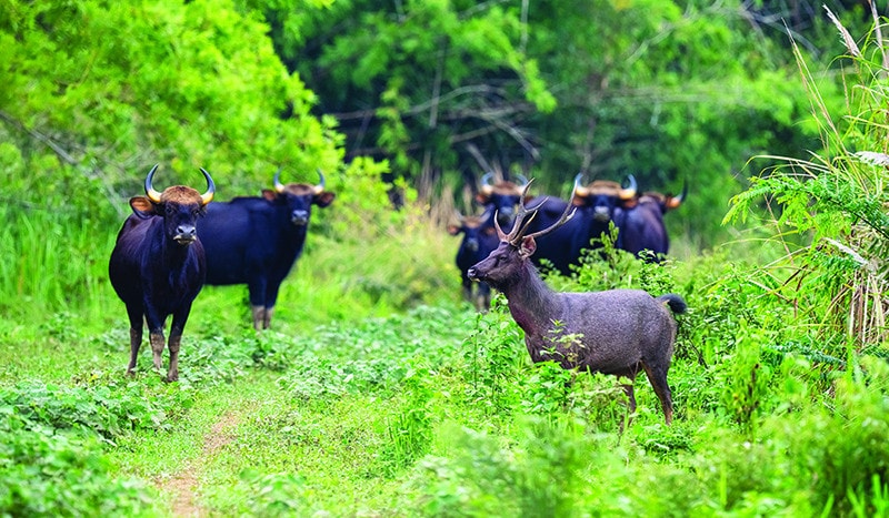 Bảo tồn hệ sinh thái đa dạng tại Vườn quốc gia Cát Tiên Bảo tồn hệ sinh thái đa dạng tại Vườn quốc gia Cát Tiên