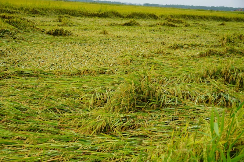 Tập trung khôi phục sản xuất nông nghiệp sau bão số 5 Tập trung khôi phục sản xuất nông nghiệp sau bão số 5