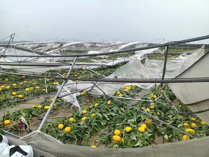 Tập trung khôi phục sản xuất nông nghiệp sau bão số 5 Tập trung khôi phục sản xuất nông nghiệp sau bão số 5