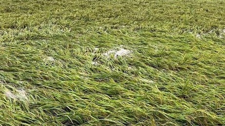 Khẩn trương khôi phục sản xuất sau ngập, úng