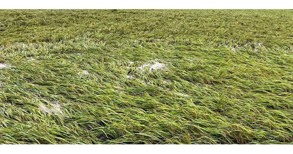 Khẩn trương khôi phục sản xuất sau ngập, úng