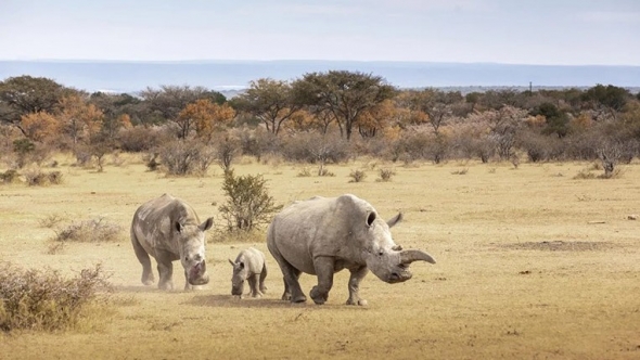 Kenya mở rộng môi trường sống cho loài tê giác trắng