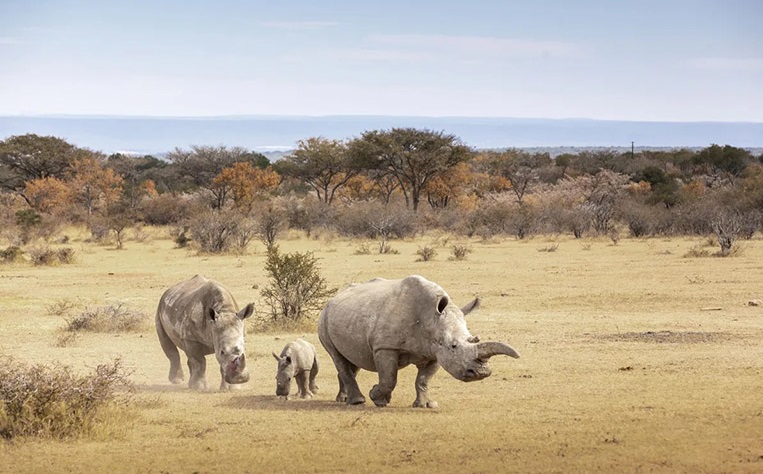 Kenya mở rộng môi trường sống cho loài tê giác trắng Kenya mở rộng môi trường sống cho loài tê giác trắng