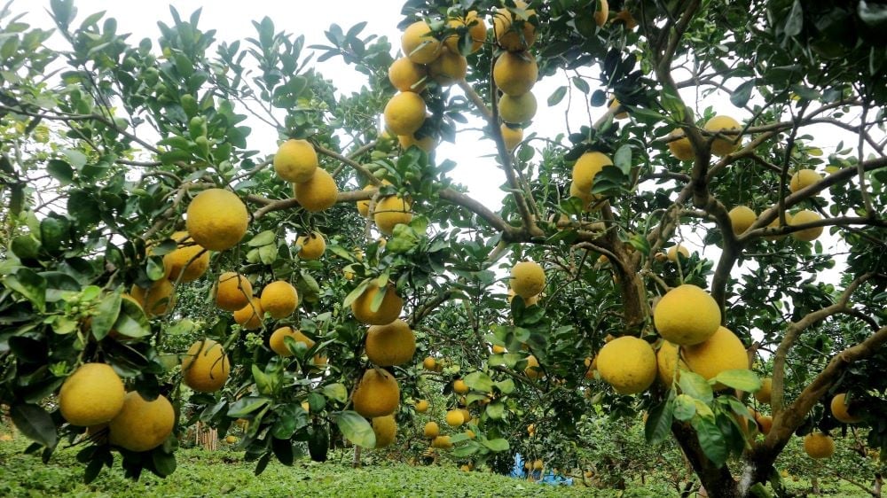 Nông nghiệp Phú Thọ chủ động thích ứng với biến đổi khí hậu