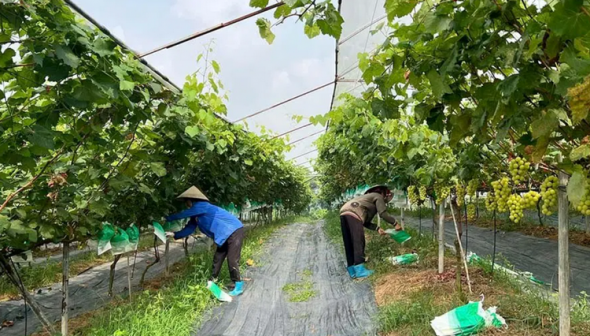 Nông nghiệp Phú Thọ chủ động thích ứng với biến đổi khí hậu