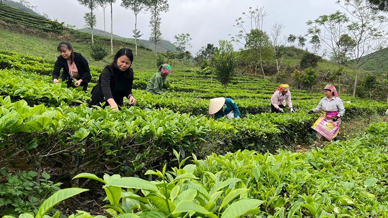 Phát huy vai trò kinh tế tập thể trong xây dựng nông thôn mới ở Lào Cai