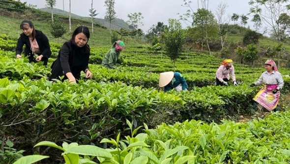 Phát huy vai trò kinh tế tập thể trong xây dựng nông thôn mới ở Lào Cai