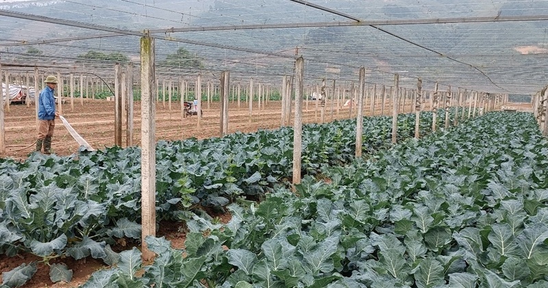 Phát huy vai trò kinh tế tập thể trong xây dựng nông thôn mới ở Lào Cai