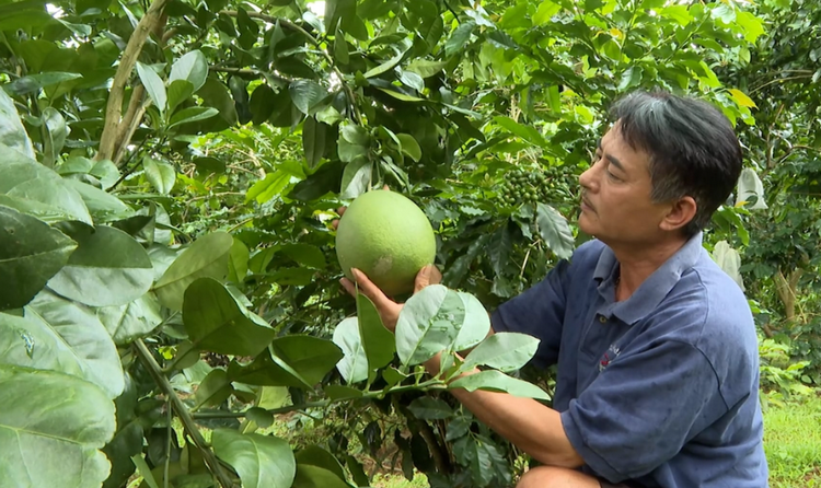 Điện Biên: Đẩy mạnh cấp mã số vùng trồng, chuẩn hóa sản xuất