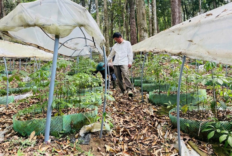 Quảng Ngãi nâng cao hiệu quả kinh tế lâm nghiệp gắn với bảo vệ rừng