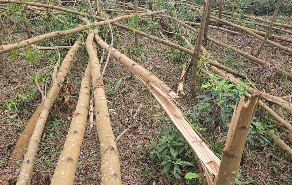 Hà Tĩnh: Khẩn trương thanh lý gỗ rừng trồng bị thiệt hại do bão năm 2025
