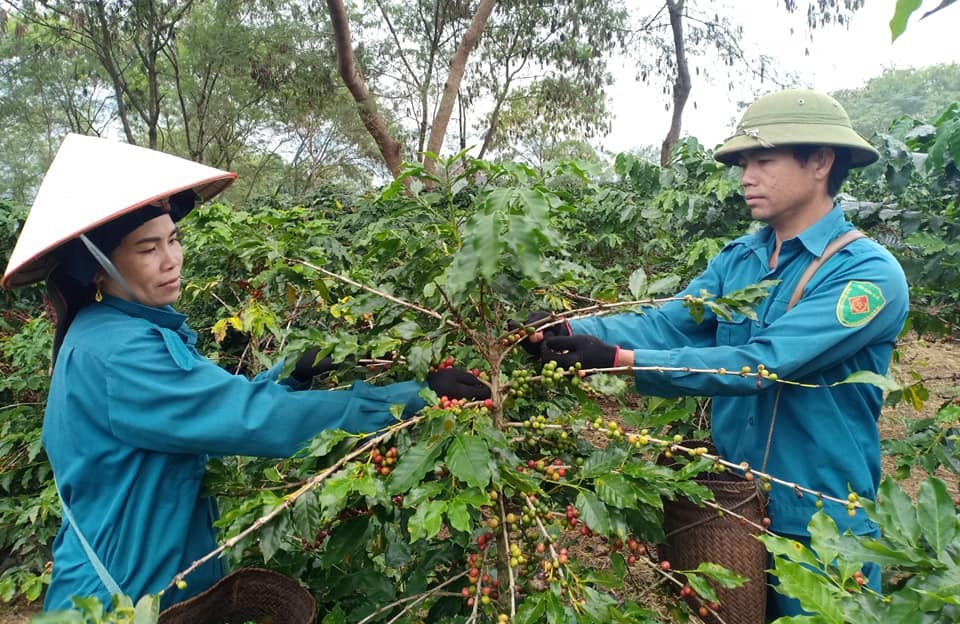 Điện Biên mở rộng vùng sản xuất cây trồng chủ lực Điện Biên mở rộng vùng sản xuất cây trồng chủ lực