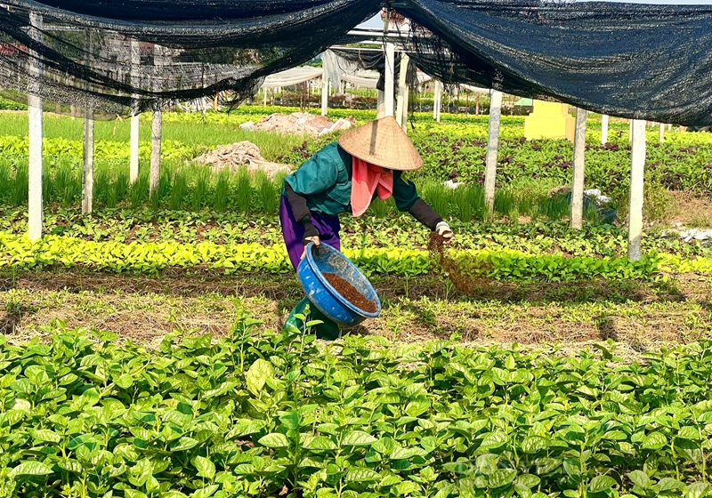 Phú Thọ duy trì trên 200 chuỗi cung ứng nông, lâm, thủy sản an toàn
