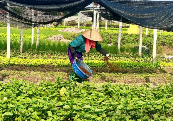 Phú Thọ duy trì trên 200 chuỗi cung ứng nông, lâm, thủy sản an toàn