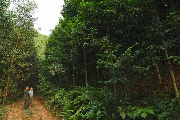 Gia Lai phát triển lâm nghiệp bền vững từ trồng rừng gỗ lớn