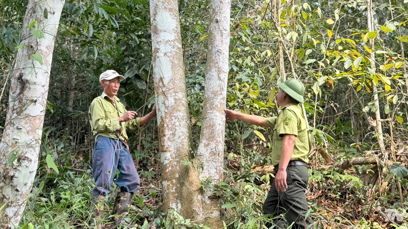 Thái Nguyên có trên 45.000ha rừng được cấp chứng chỉ FSC Thái Nguyên có trên 45.000ha rừng được cấp chứng chỉ FSC