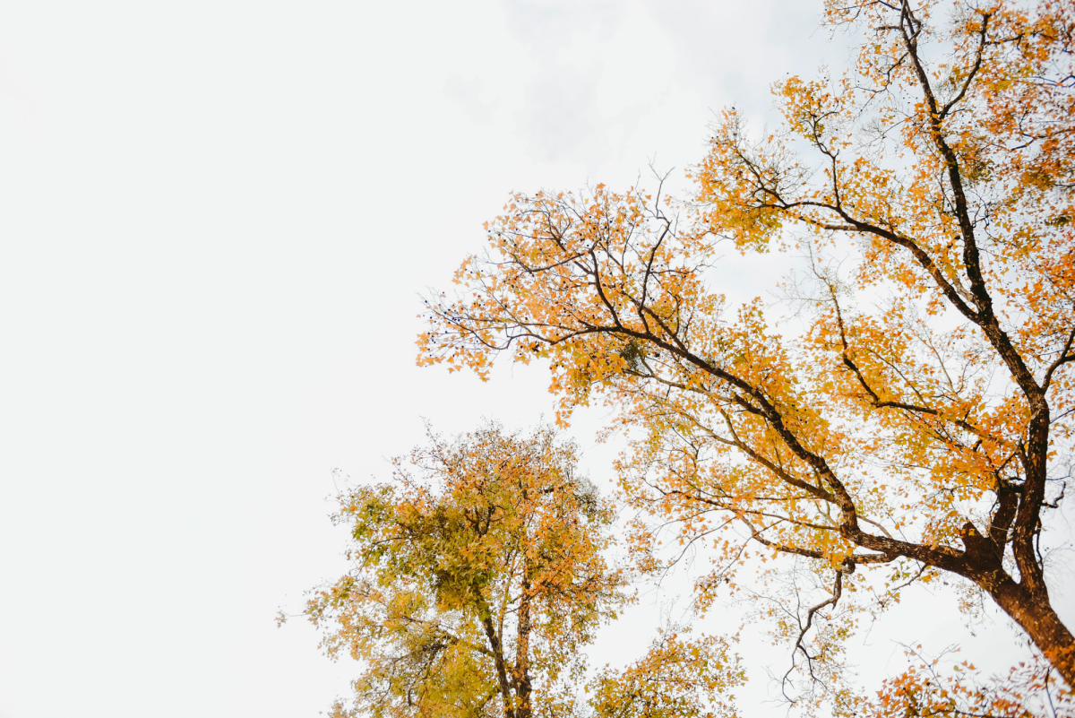 Bài thơ: Hỡi mẹ thiên nhiên Bài thơ: Hỡi mẹ thiên nhiên