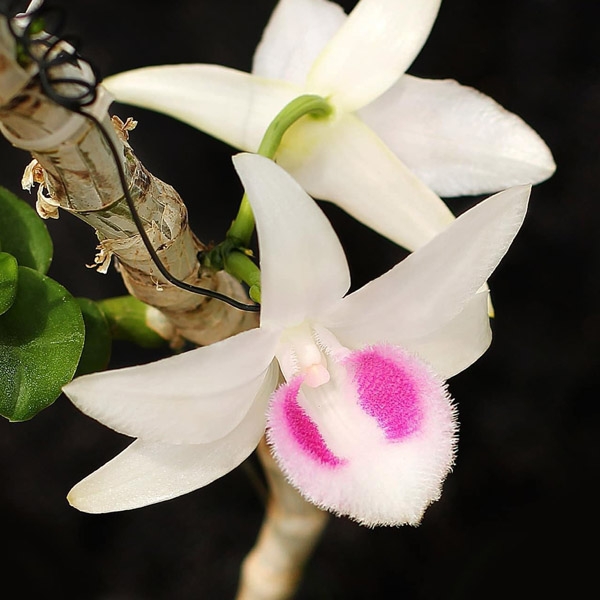 Tử vi ngày 29/9/2024: Tuổi Dần phát huy năng lực, tuổi Dậu mọi việc đúng hướng Tử vi ngày 29/9/2024: Tuổi Dần phát huy năng lực, tuổi Dậu mọi việc đúng hướng