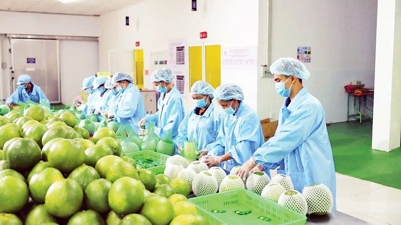 Quảng Ngãi: Kết nối doanh nghiệp, nâng tầm giá trị nông sản Quảng Ngãi: Kết nối doanh nghiệp, nâng tầm giá trị nông sản