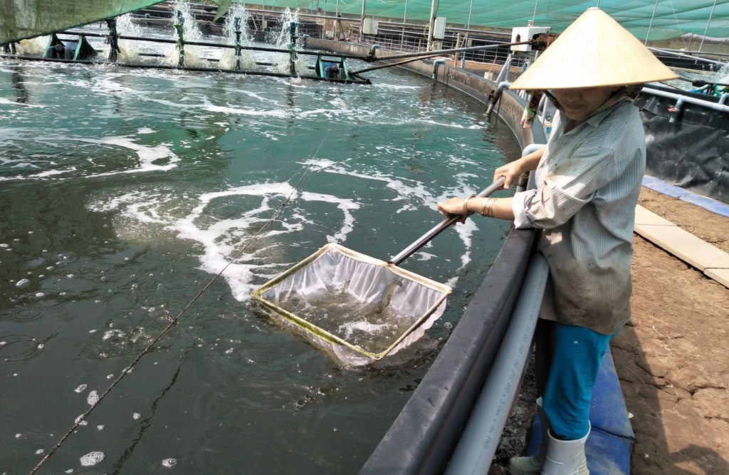 Quảng Trị: Đẩy mạnh ứng dụng công nghệ cao trong nuôi trồng thủy sản Quảng Trị: Đẩy mạnh ứng dụng công nghệ cao trong nuôi trồng thủy sản