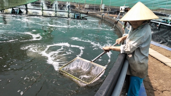 Quảng Trị: Đẩy mạnh ứng dụng công nghệ cao trong nuôi trồng thủy sản