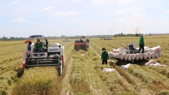 Đồng Tháp nhân rộng mô hình canh tác lúa chất lượng cao, phát thải thấp
