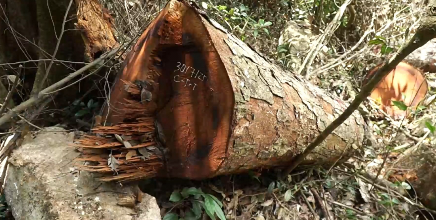 Thái Nguyên: Siết chặt quản lý, bảo vệ rừng tại Vườn quốc gia Ba Bể