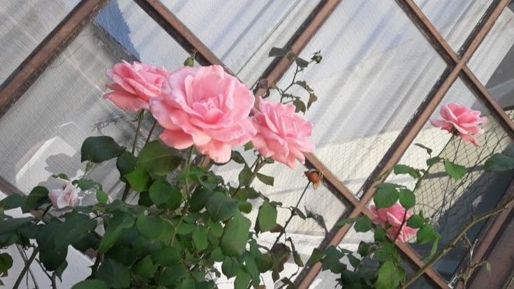 Tử vi vòng quay công nghệ ngày 18/9/2025: Tuổi Dần khởi sắc rực rỡ, tuổi Tỵ nhiều khúc mắc Tử vi vòng quay công nghệ ngày 18/9/2025: Tuổi Dần khởi sắc rực rỡ, tuổi Tỵ nhiều khúc mắc