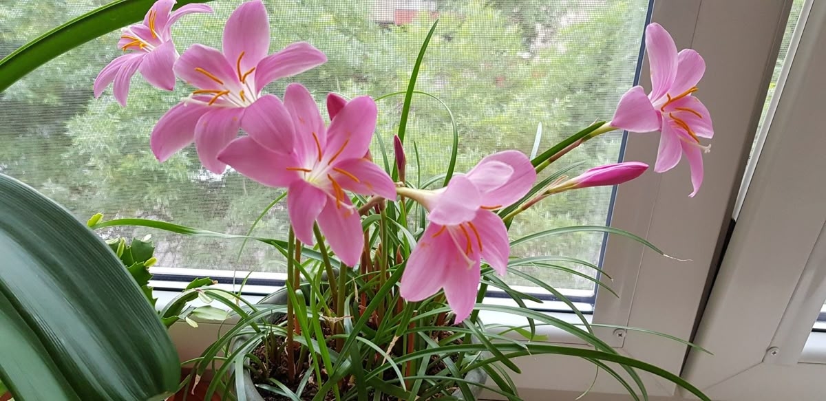 Tử vi vòng quay công nghệ ngày 20/9/2025: Tuổi Ngọ đón nhiều may mắn, tuổi Mùi phát sinh rắc rối Tử vi vòng quay công nghệ ngày 20/9/2025: Tuổi Ngọ đón nhiều may mắn, tuổi Mùi phát sinh rắc rối