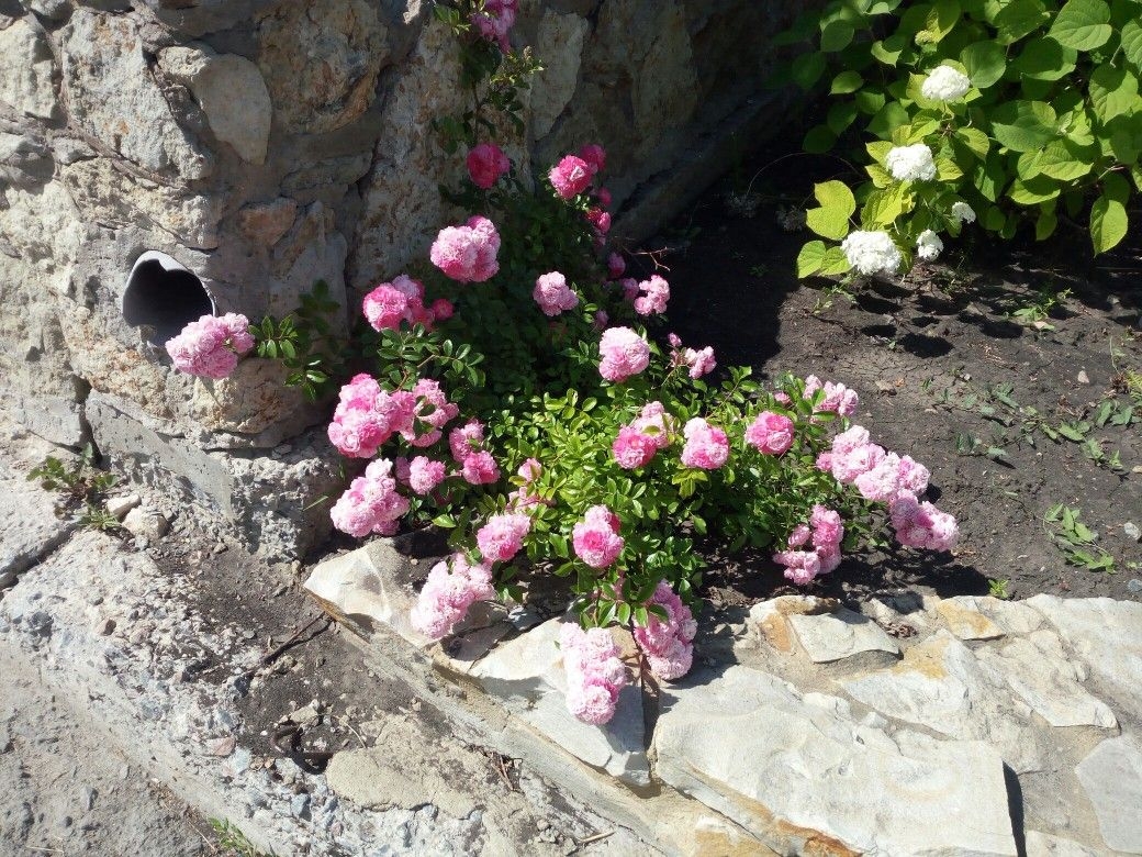 Tử vi vòng quay công nghệ ngày 20/9/2025: Tuổi Ngọ đón nhiều may mắn, tuổi Mùi phát sinh rắc rối Tử vi vòng quay công nghệ ngày 20/9/2025: Tuổi Ngọ đón nhiều may mắn, tuổi Mùi phát sinh rắc rối