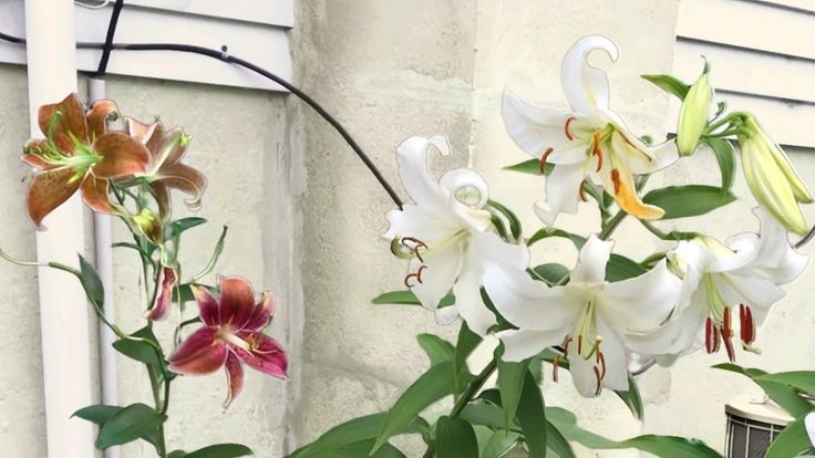 Tử vi vòng quay công nghệ ngày 24/9/2025: Tuổi Mùi không suôn sẻ, tuổi Mão khá may mắn Tử vi vòng quay công nghệ ngày 24/9/2025: Tuổi Mùi không suôn sẻ, tuổi Mão khá may mắn