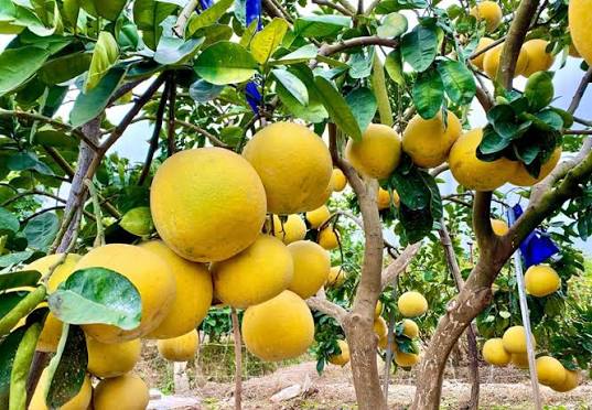Bắc Ninh phát triển vùng trồng cây ăn quả đáp ứng tiêu chuẩn xuất khẩu