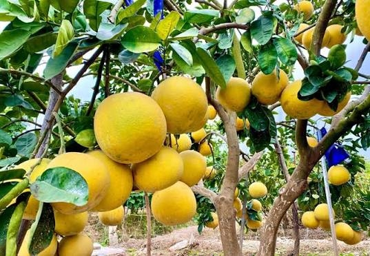 Bắc Ninh phát triển vùng trồng cây ăn quả đáp ứng tiêu chuẩn xuất khẩu