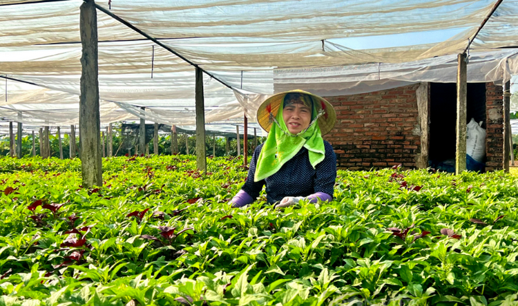 Sản xuất nông nghiệp an toàn, giảm tác động đến môi trường tự nhiên