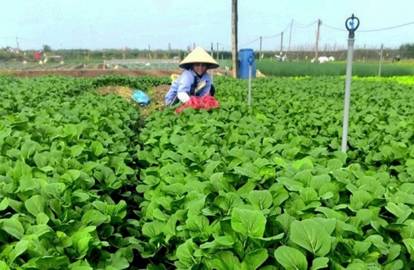 Hà Nội tăng cường truy xuất nguồn gốc, kiểm soát chất lượng nông sản