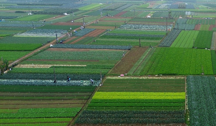 Phê duyệt Đề án phát triển vùng nguyên liệu nông, lâm, thủy sản tập trung Phê duyệt Đề án phát triển vùng nguyên liệu nông, lâm, thủy sản tập trung