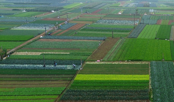 Phê duyệt Đề án phát triển vùng nguyên liệu nông, lâm, thủy sản tập trung