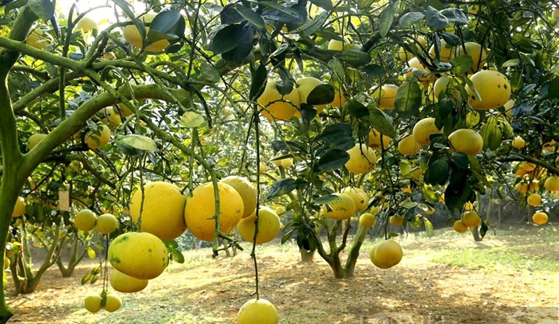 Phát triển sản phẩm OCOP gắn với vùng nguyên liệu đặc trưng Phát triển sản phẩm OCOP gắn với vùng nguyên liệu đặc trưng