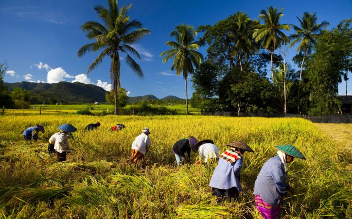 Thái Lan tăng dự trữ gạo ứng phó tác động từ El Nino