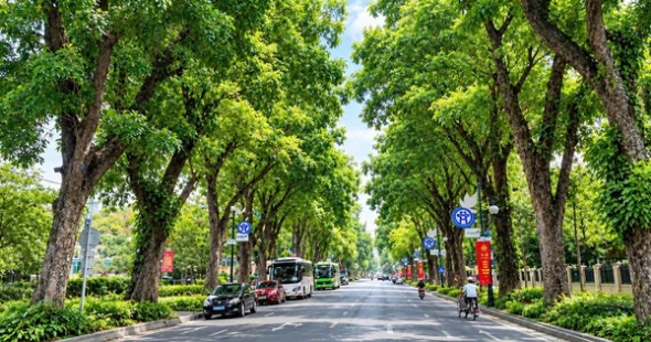 Hà Nội xây dựng kế hoạch trồng cây, trồng rừng gắn với mục tiêu phát triển Thủ đô xanh