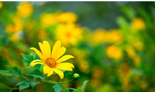 Tử vi vòng quay công nghệ ngày 01/10/2024: Vận trình tuổi Hợi kém sắc, tuổi Thân hao tài Tử vi vòng quay công nghệ ngày 01/10/2024: Vận trình tuổi Hợi kém sắc, tuổi Thân hao tài