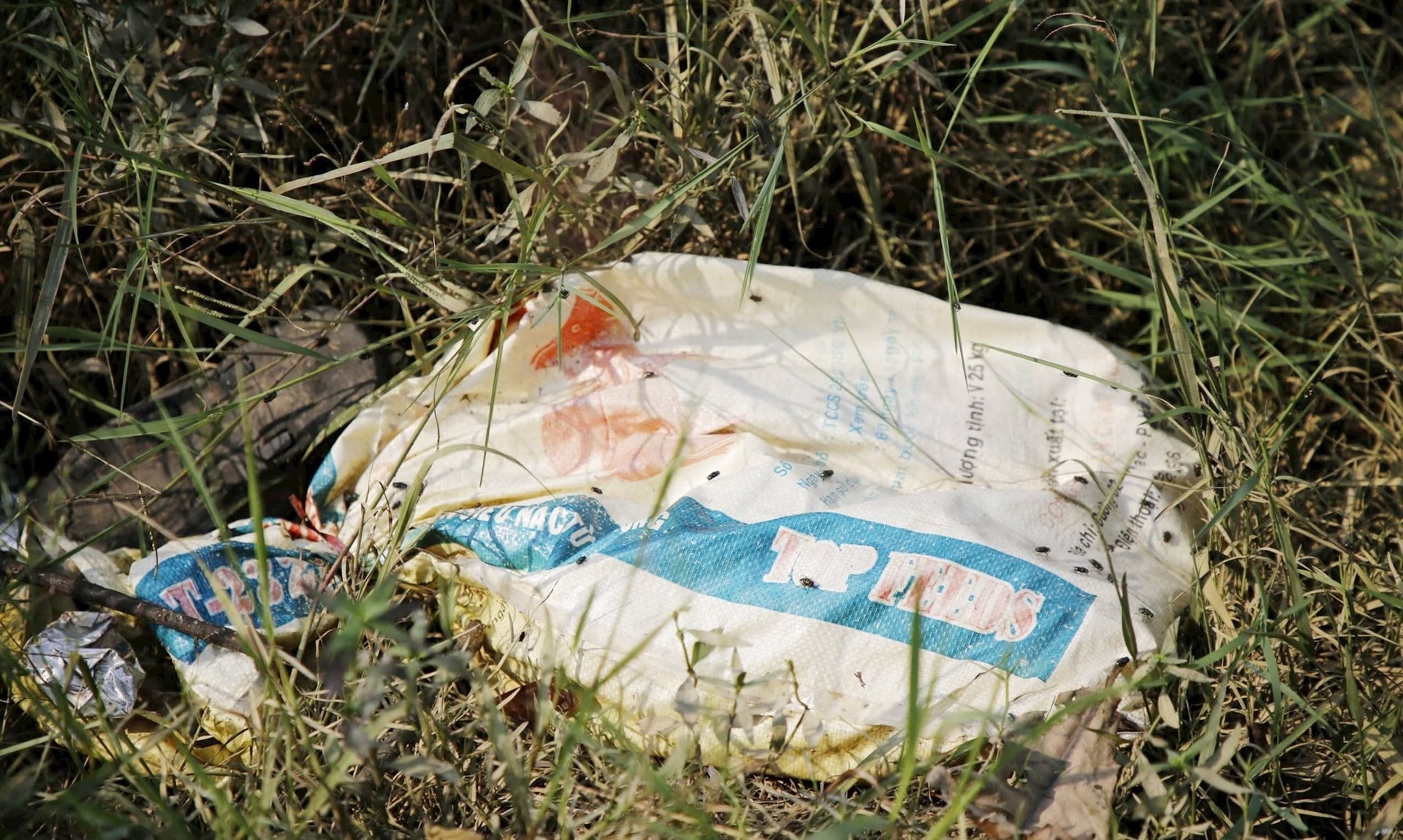 Quảng Bình: Lợn chết bị vứt la liệt ở nghĩa trang, bốc mùi hôi thối Quảng Bình: Lợn chết bị vứt la liệt ở nghĩa trang, bốc mùi hôi thối