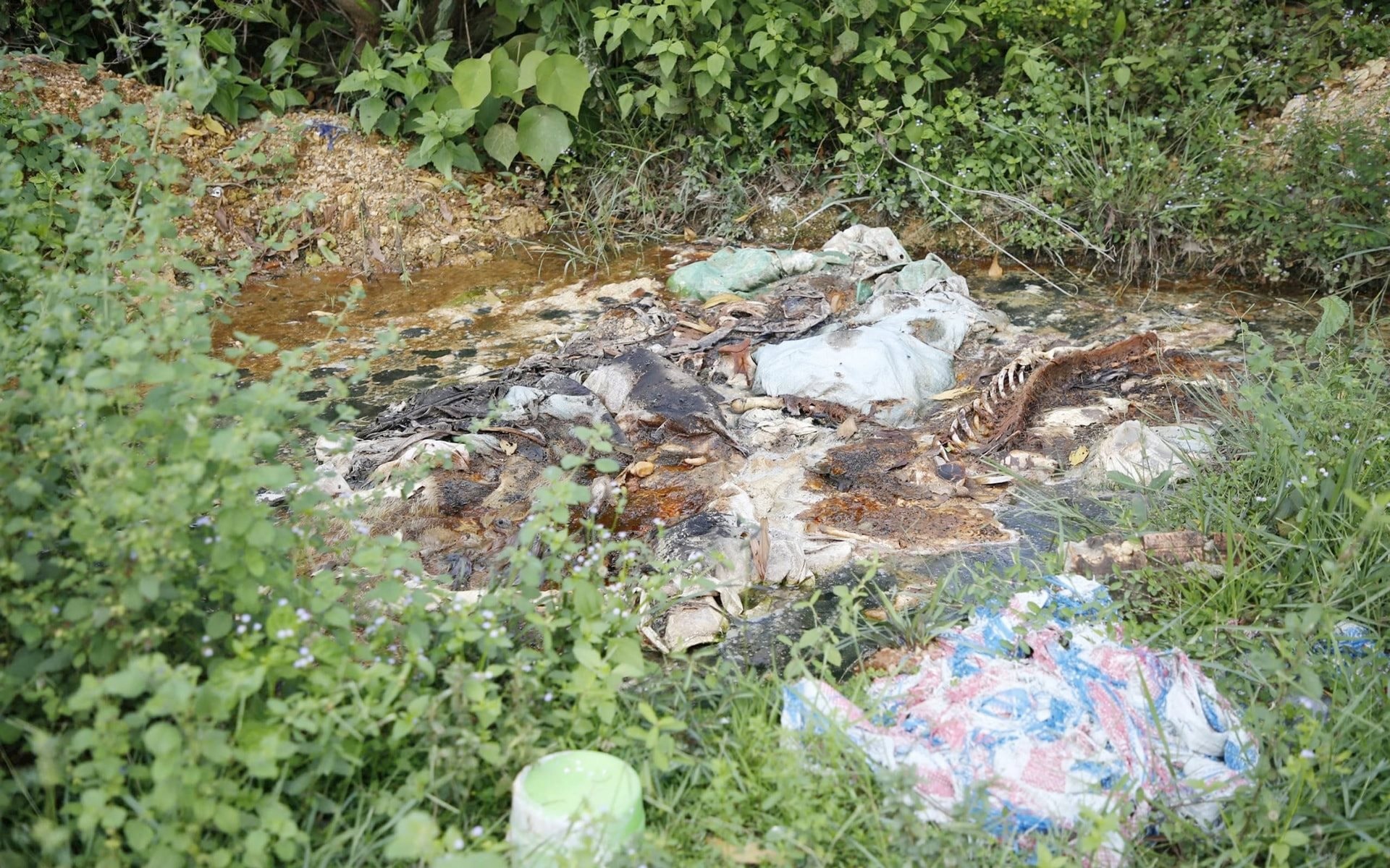 Quảng Bình: Lợn chết bị vứt la liệt ở nghĩa trang, bốc mùi hôi thối Quảng Bình: Lợn chết bị vứt la liệt ở nghĩa trang, bốc mùi hôi thối