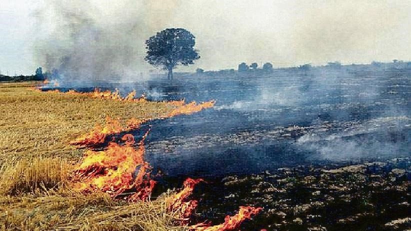 Nghiên cứu tác động của bụi mịn do đốt rơm rạ ngoài trời đối với sức khỏe