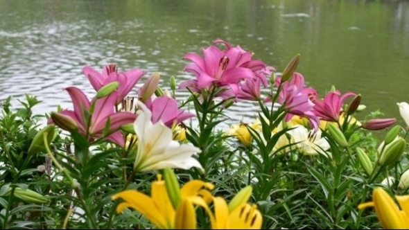 Tử vi vòng quay công nghệ ngày 5/10/2025: Tuổi Dần khá thuận lợi, tuổi Sửu tình cảm khó khăn