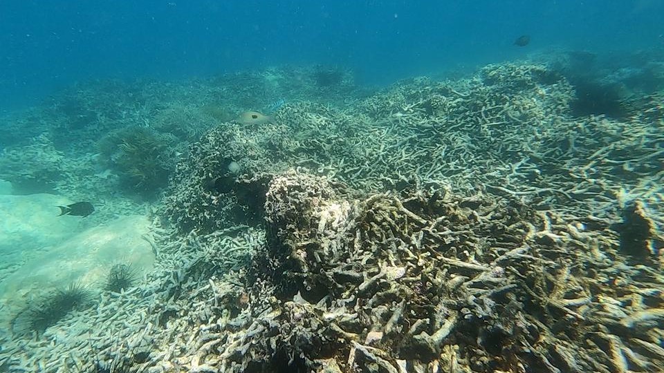 Biến đổi khí hậu khiến nhiều rạn san hô không thể phục hồi