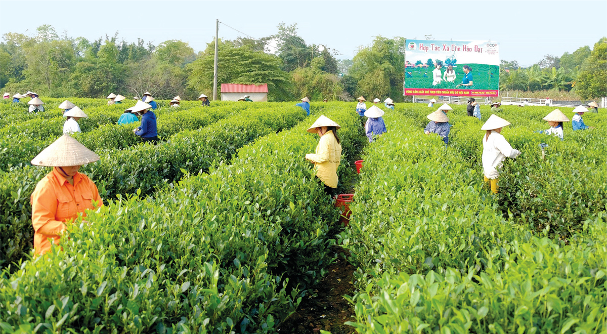 Phát huy hiệu quả mô hình hợp tác xã, kinh tế tập thể ở Bắc Ninh Phát huy hiệu quả mô hình hợp tác xã, kinh tế tập thể ở Bắc Ninh