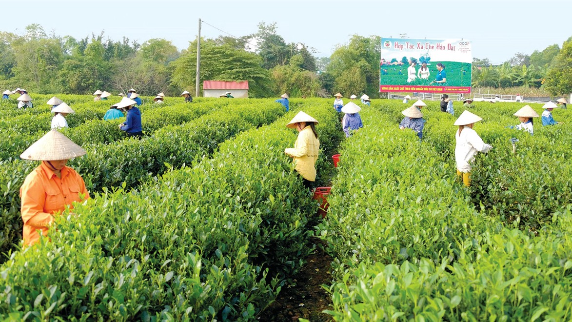 Phát huy hiệu quả mô hình hợp tác xã, kinh tế tập thể ở Bắc Ninh