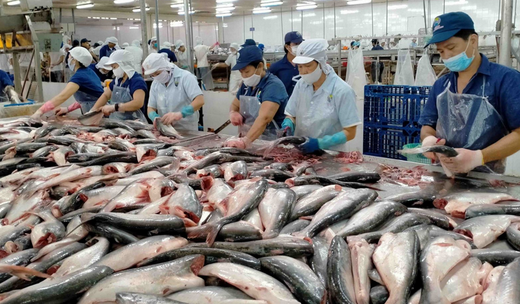 Khai thác lợi thế, nâng tầm ngành hàng cá tra