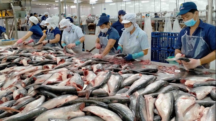 Khai thác lợi thế, nâng tầm ngành hàng cá tra